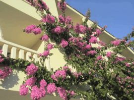 MakarskaKrvavica - ApartamentPokój - Apartmani Villa Čizmić: Szczegóły ...
